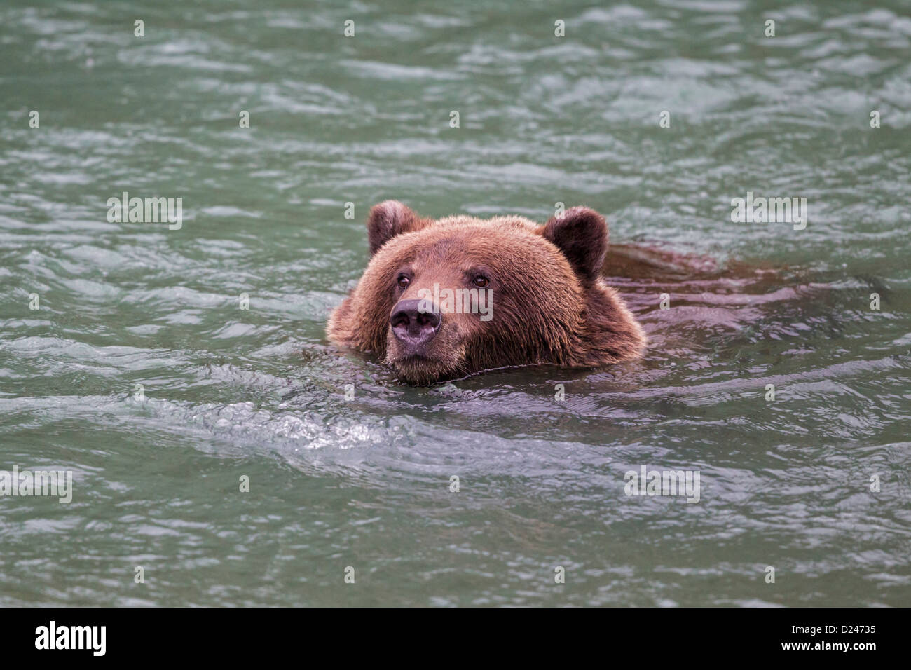 USA, Alasaka, Braunbären in Chilkoot Lake Stockfoto