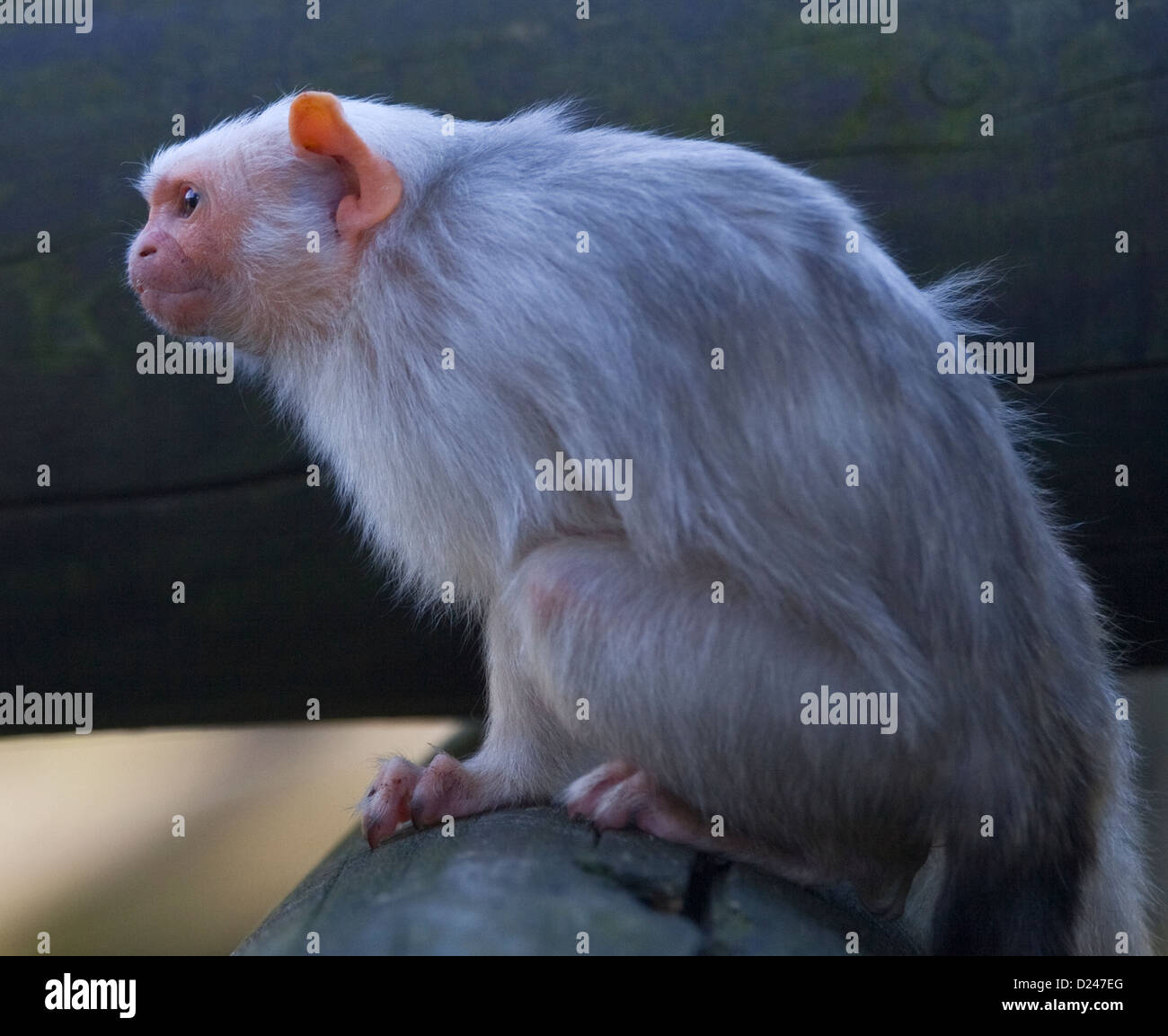 Silbrig Marmoset (Mico Argentatus) Stockfoto