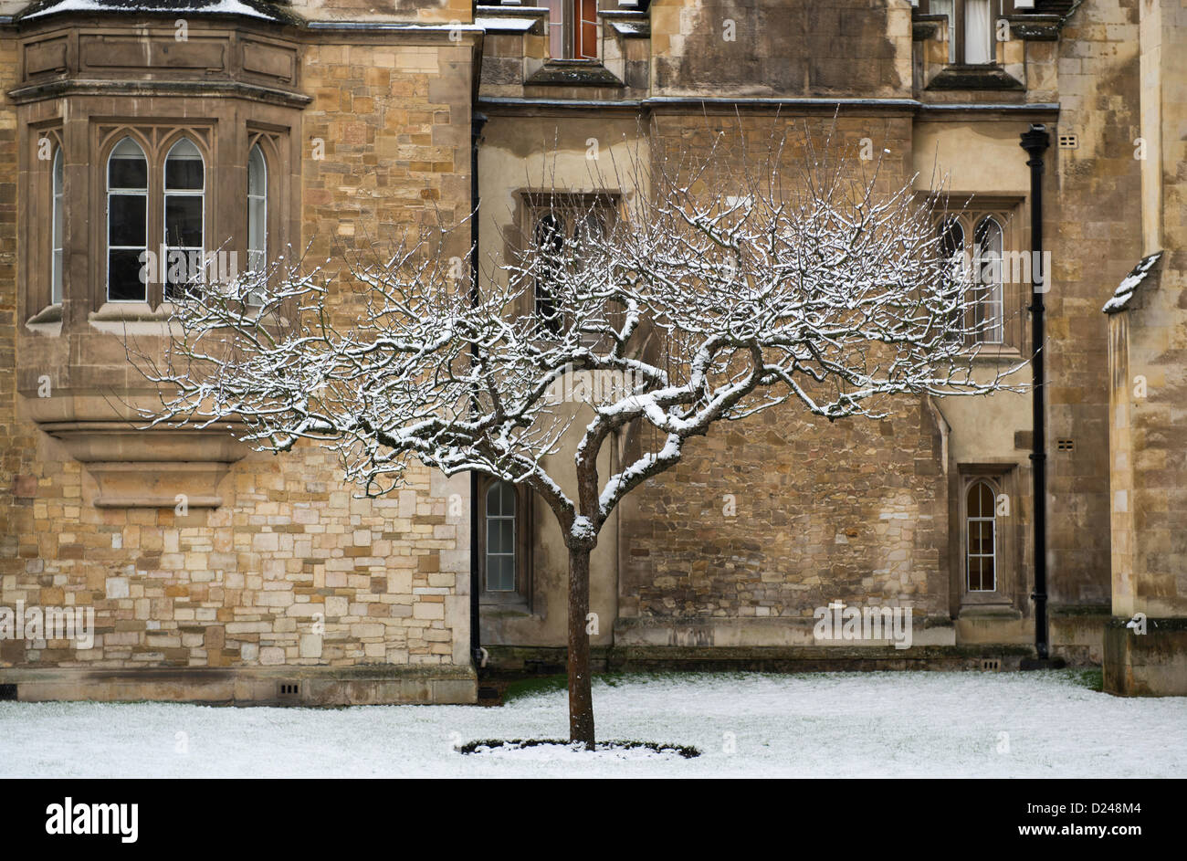 Cambridge, UK. 14. Januar 2013. Schnee auf Newton Apfelbaum Trinity Collage Cambridge UK heute Morgen und mehr Schnee wird heute erwartet. Bildnachweis: JAMES LINSELL-CLARK / Alamy Live News Stockfoto