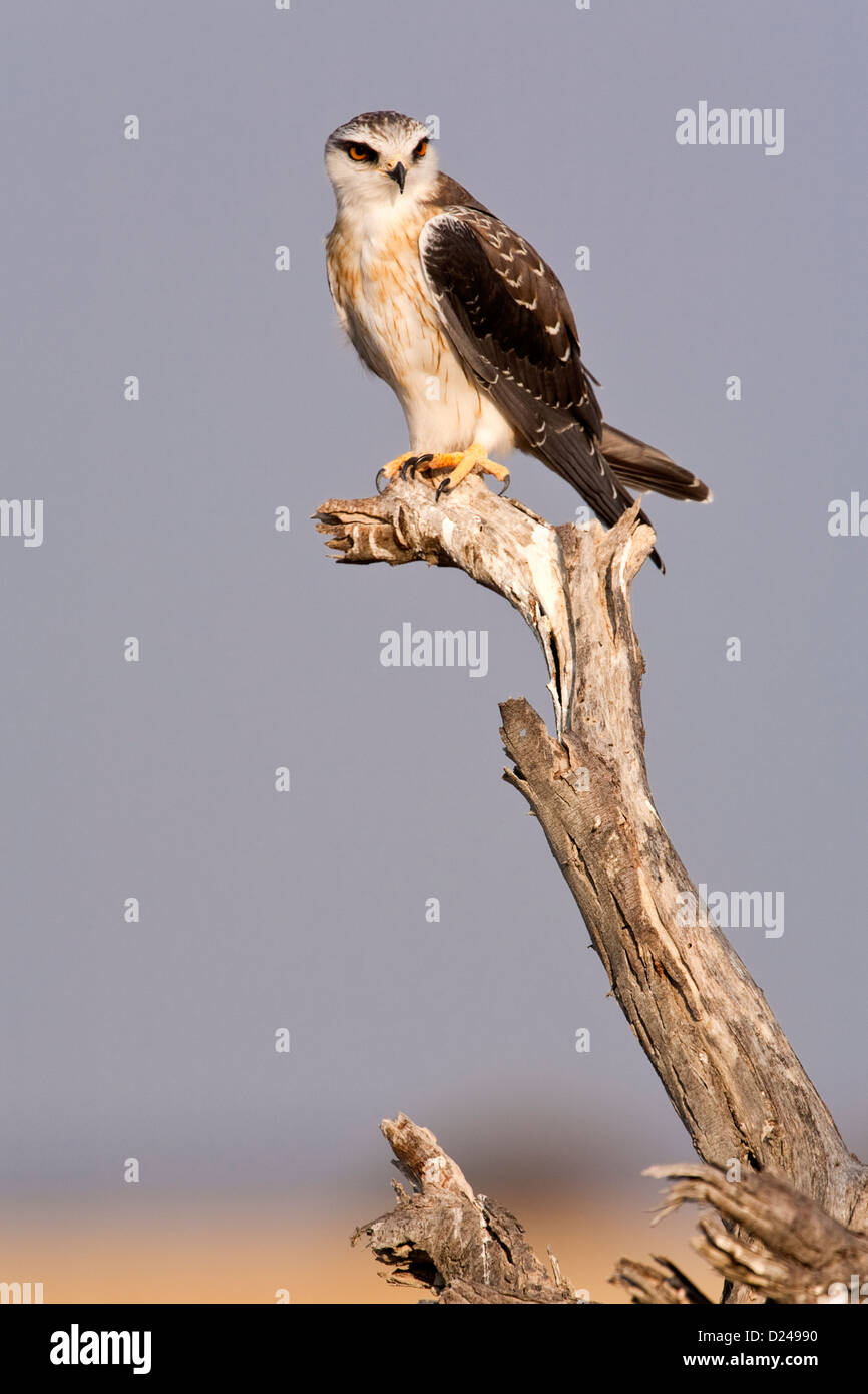 GESCHULTERT SCHWARZMILAN Stockfoto