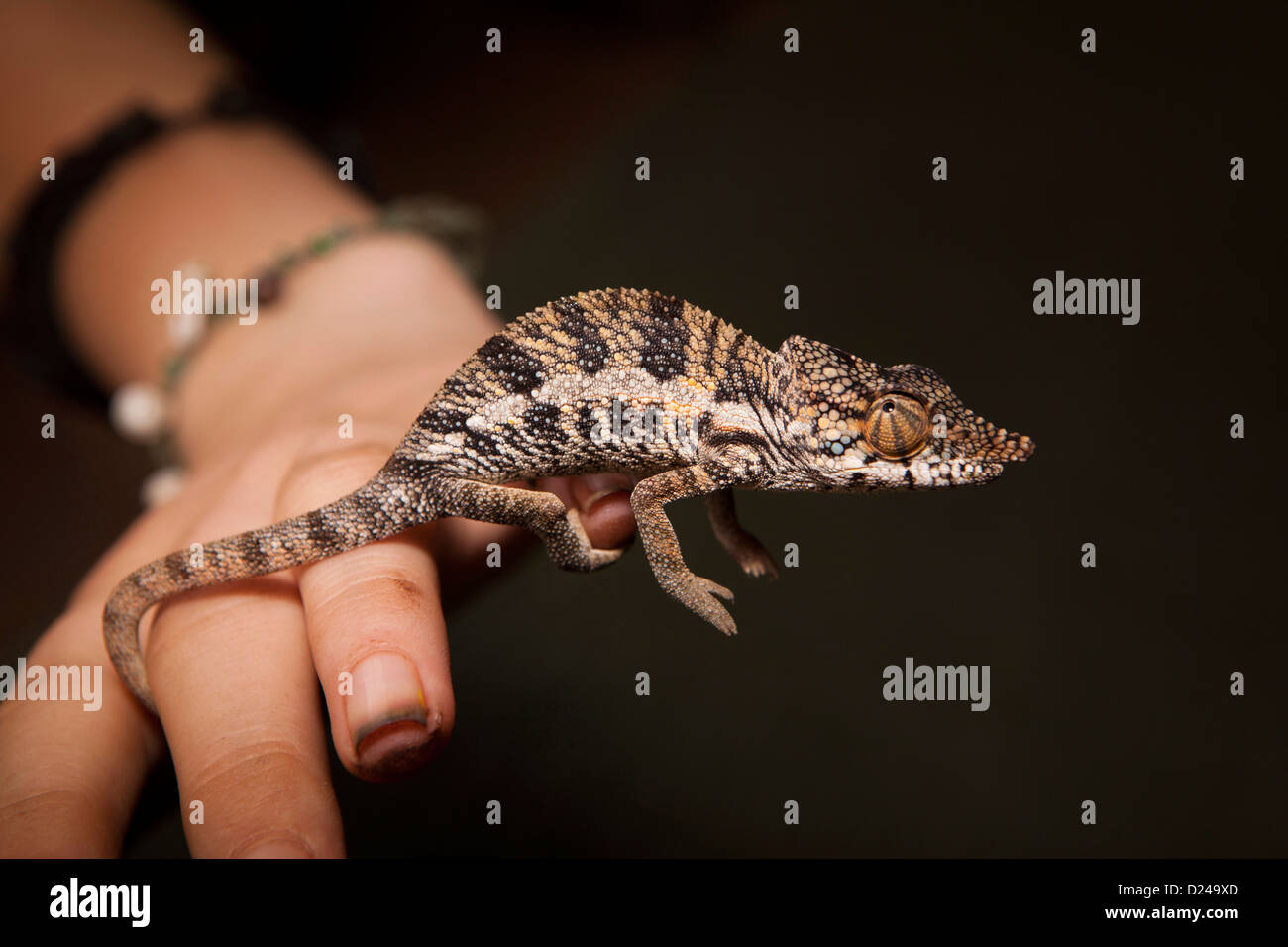 Madagaskar, Betrieb Wallacea Student mit Chamäleon Furcifer Angeli auf der Seite des Forschers Stockfoto