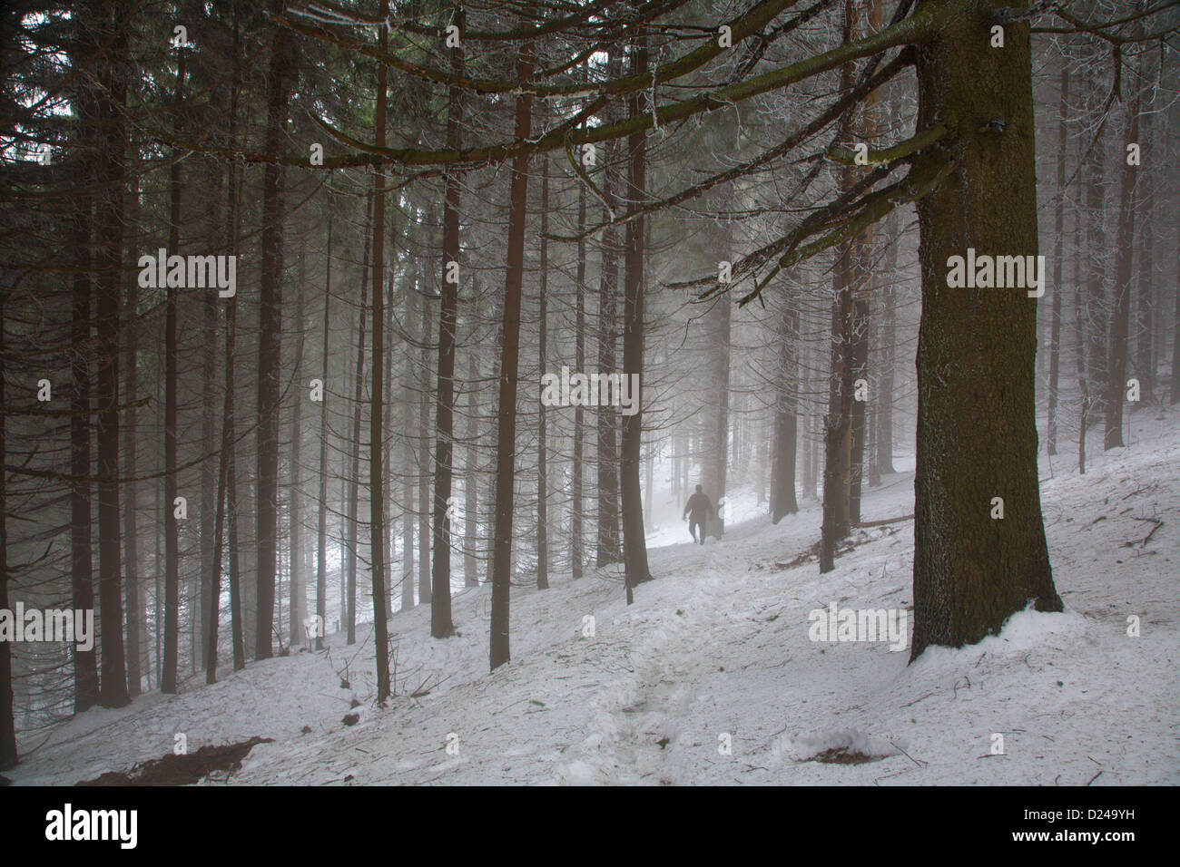Wald im Winternebel Stockfoto