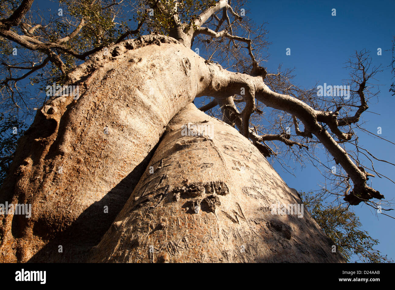 Madagaskar, Morondava, Graffiti, geschnitzt in die Liebenden umschlungen Baobab-Bäume Stockfoto