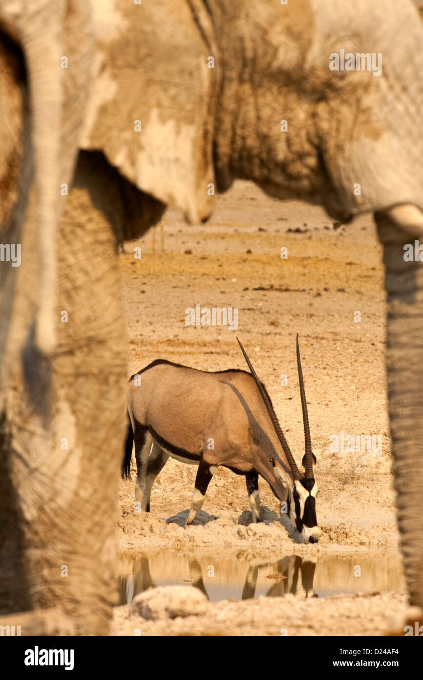 ORYX durch afrikanische Elefanten am Wasserloch zu sehen Stockfoto