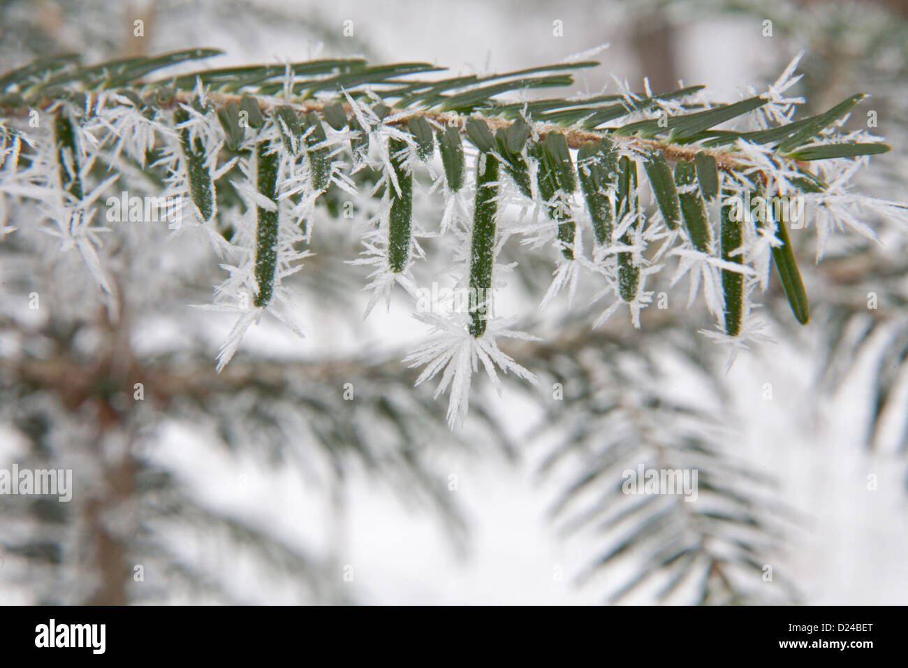 Eibe winter -Fotos und -Bildmaterial in hoher Auflsung  Alamy