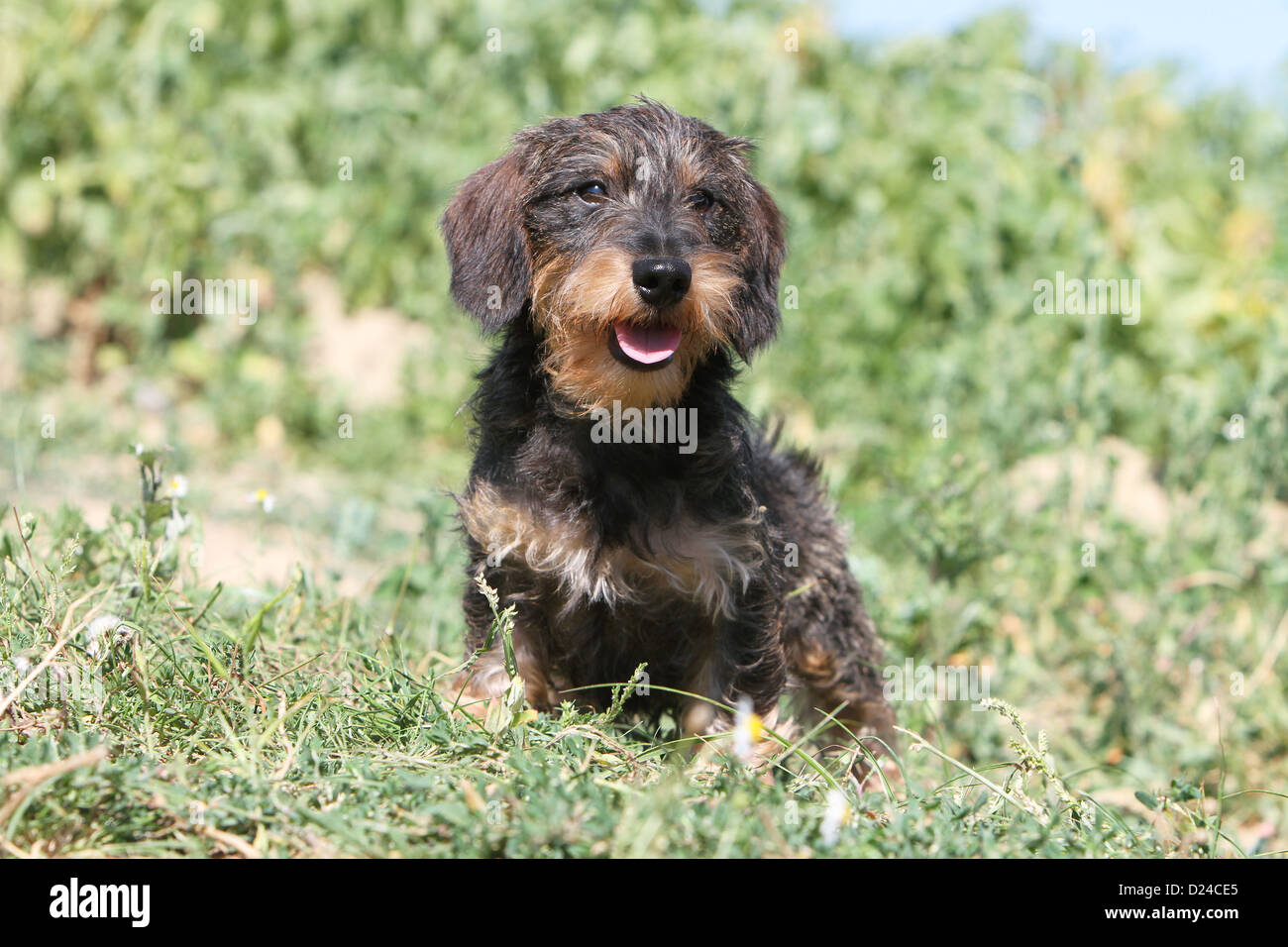 Hund Dackel / Dackel / Teckel rauhaar (Farbe Wildschwein) Erwachsenen