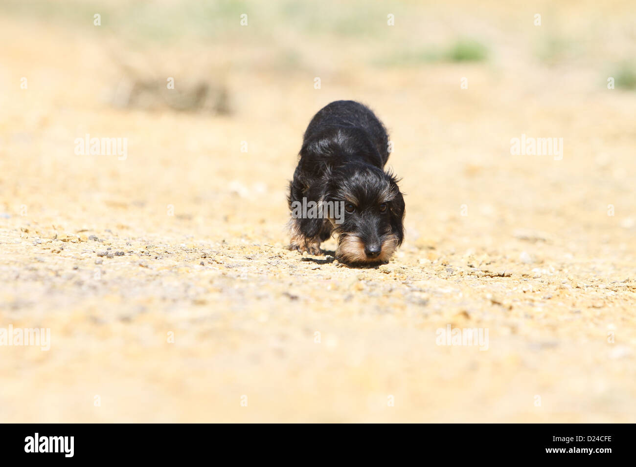 Hund Dackel / Dackel / Teckel rauhaar Welpen (schwarz und braun) riechen den Boden Stockfoto