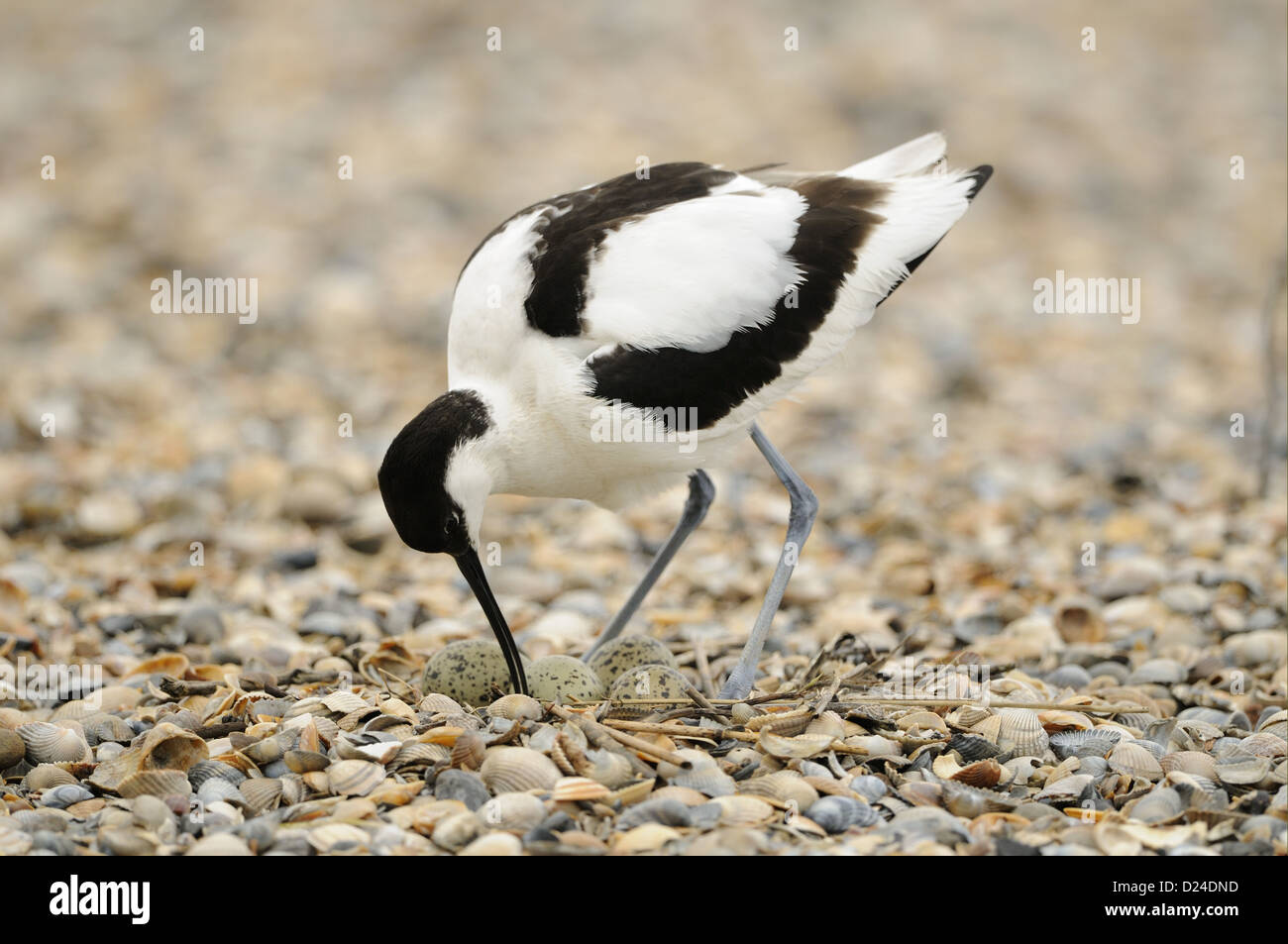 Eurasische Säbelschnäbler (Recurvirostra Avosetta) Erwachsenen, drehen Eiern im Nest am Kiesstrand, Niederlande, Mai Stockfoto