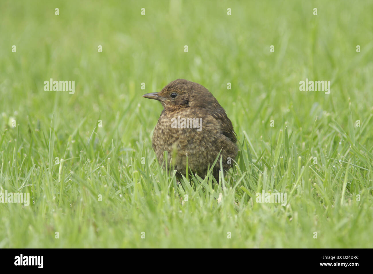 Europäische Amsel (Turdus Merula) Juvenile, stehend auf der Wiese im Garten, North Yorkshire, England, Juni Stockfoto