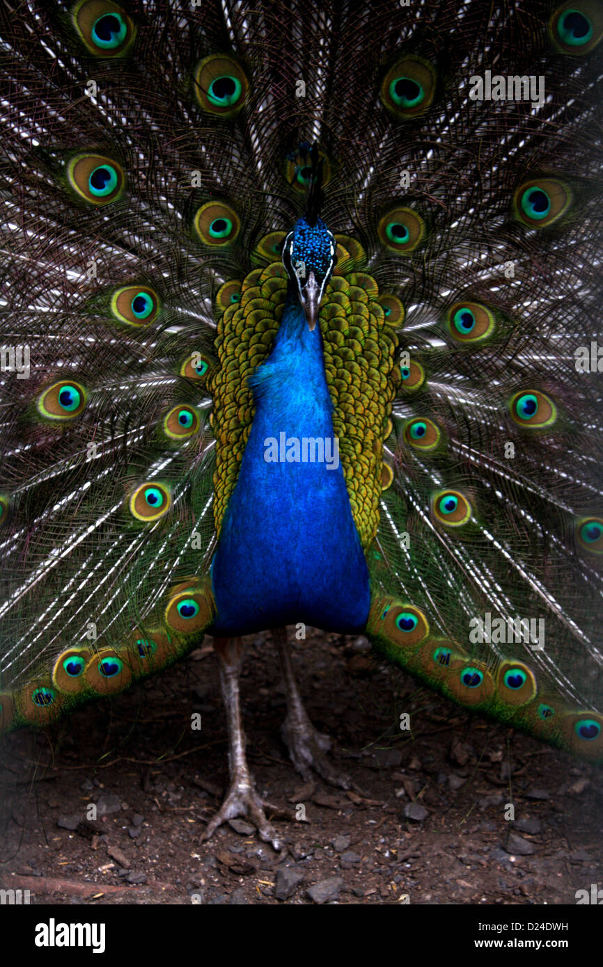 Pfau steht mit Blick auf das Objektiv mit seinem Endstück aufgefächert dahinter Stockfoto