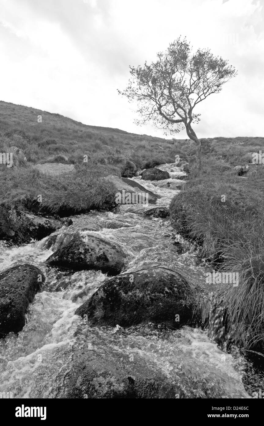 Ein Stream stürzt hinunter in Richtung Cullever Schritte, in der Nähe der Quelle des Flusses Okement Osten am nördlichen Rande des Dartmoor Stockfoto