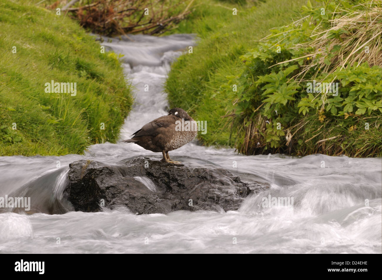 Harlekin Ente (Histrionicus Histrionicus) Erwachsenfrau, ruht auf Felsen im schnell fließenden Wasser, Island, Juni Stockfoto