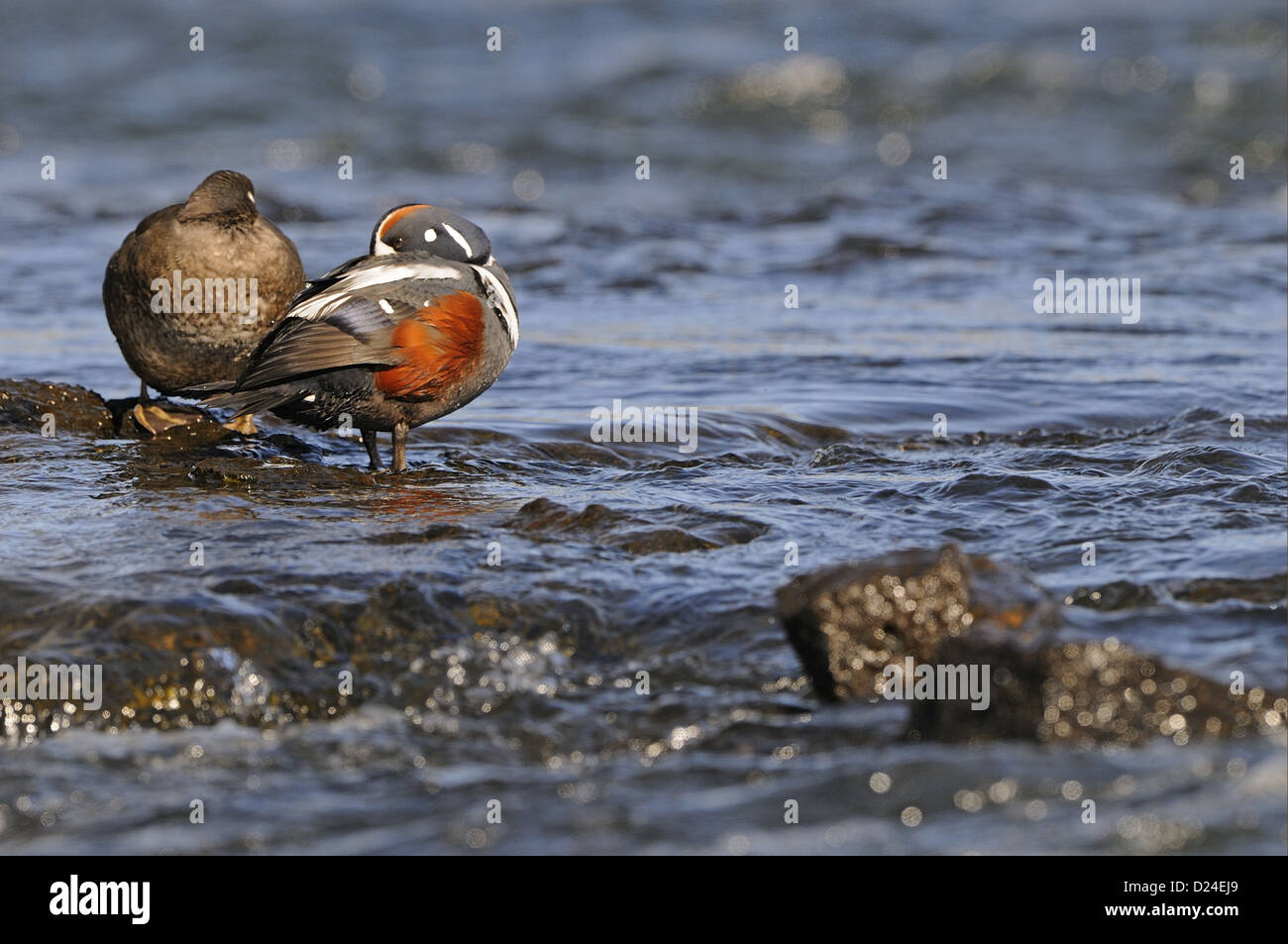 Harlekin Ente (Histrionicus Histrionicus) Erwachsenen paar, ruht zusammen auf Felsen im Wasser, Island, Juni Stockfoto