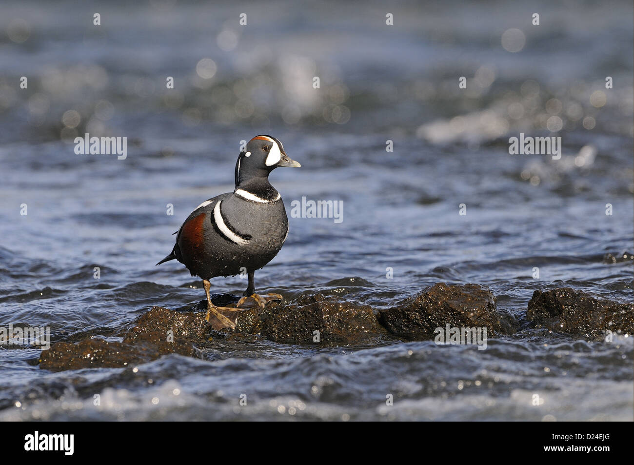 Harlekin Ente (Histrionicus Histrionicus) Männchen, Zucht Gefieder, stehen auf Felsen im schnell fließenden Wasser, Island, Juni Stockfoto
