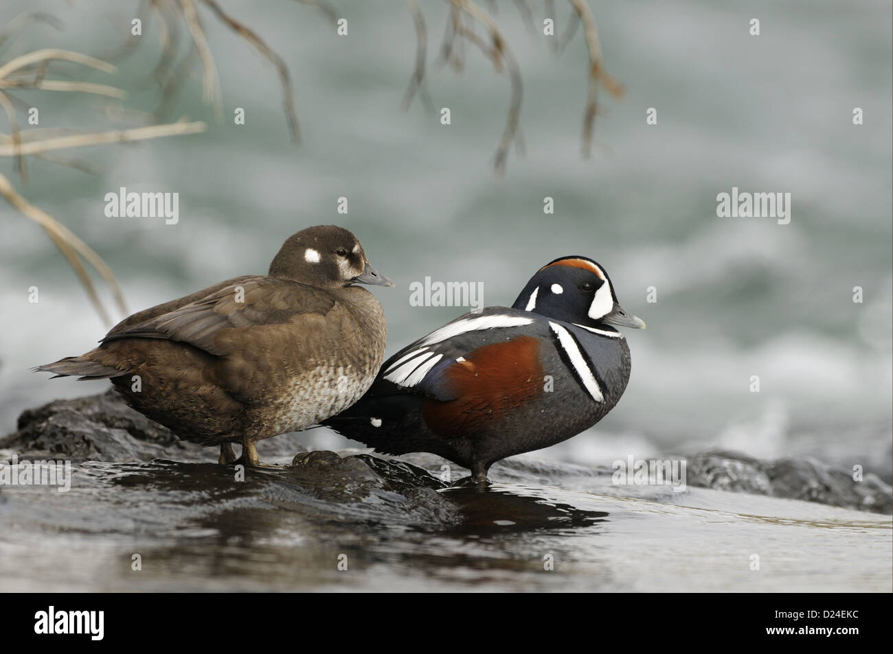 Harlekin Ente (Histrionicus Histrionicus) Erwachsenen paar, zusammen stehen auf Felsen im schnell fließenden Wasser, Island, Juni Stockfoto
