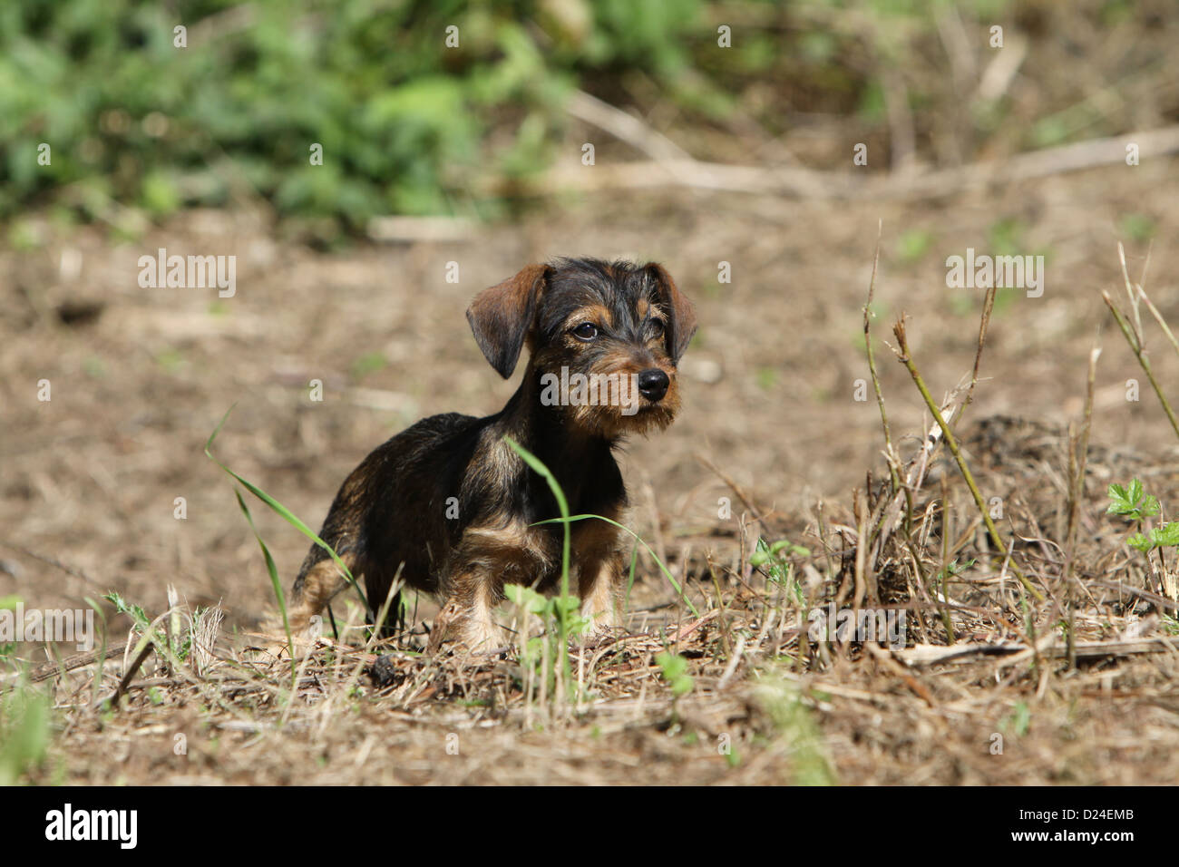 Hund Dackel / Dackel / Teckel Drahthaar Welpe stehend Stockfoto
