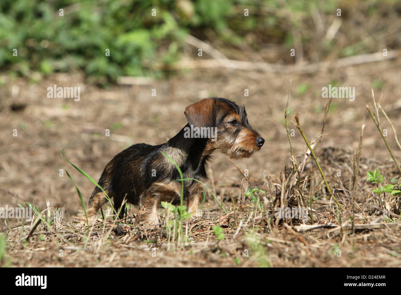 Hund Dackel / Dackel / Teckel Drahthaar Welpe stehend Stockfoto