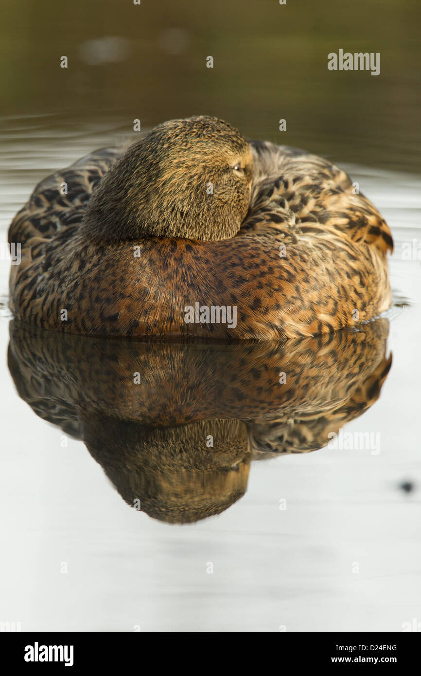 Mallard Ente (Anas Platyrhynchos) Erwachsenfrau, ruht auf dem Wasser, Derbyshire, England, Januar Stockfoto