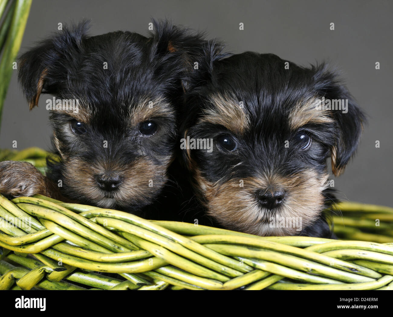Zwei Welpen der Yorkshire-Terrier in einem grünen Korb Stockfoto