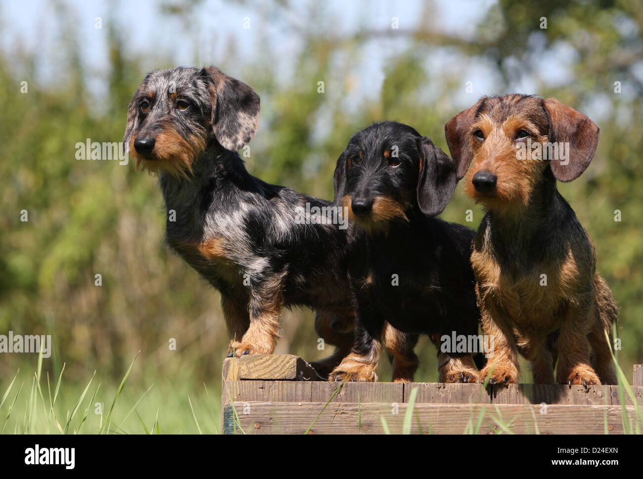 Hund Dackel / Dackel / Teckel rauhaar drei Erwachsene verschiedene