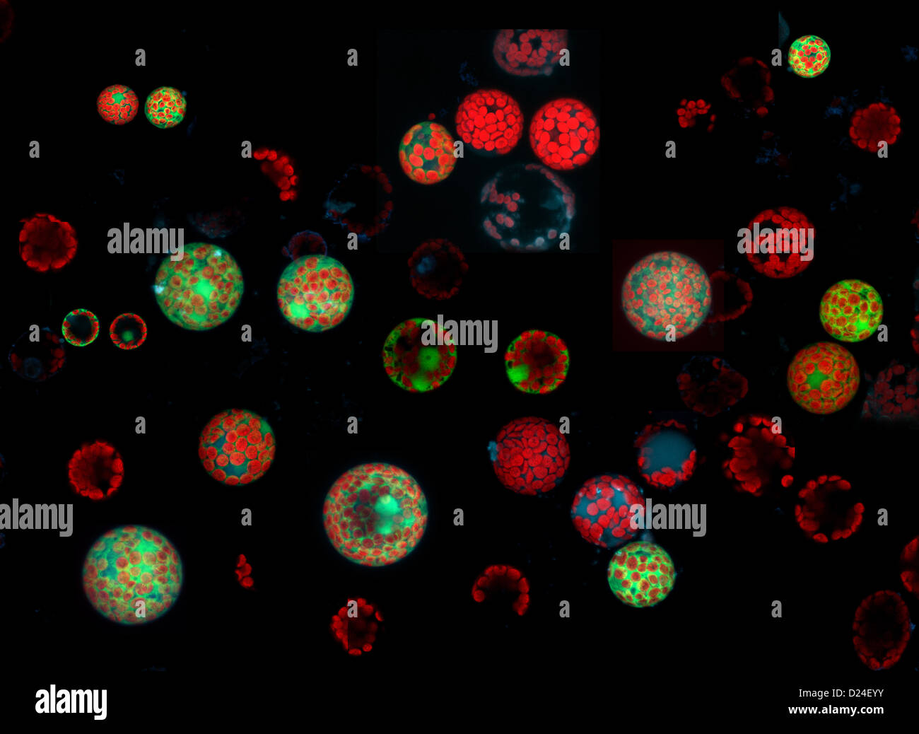 Nicotiana Benthamiana Blatt Protoplasten GFP zum Ausdruck zu bringen. Die Zellwand wurde durch Behandlung mit Enzymen entfernt. Stockfoto