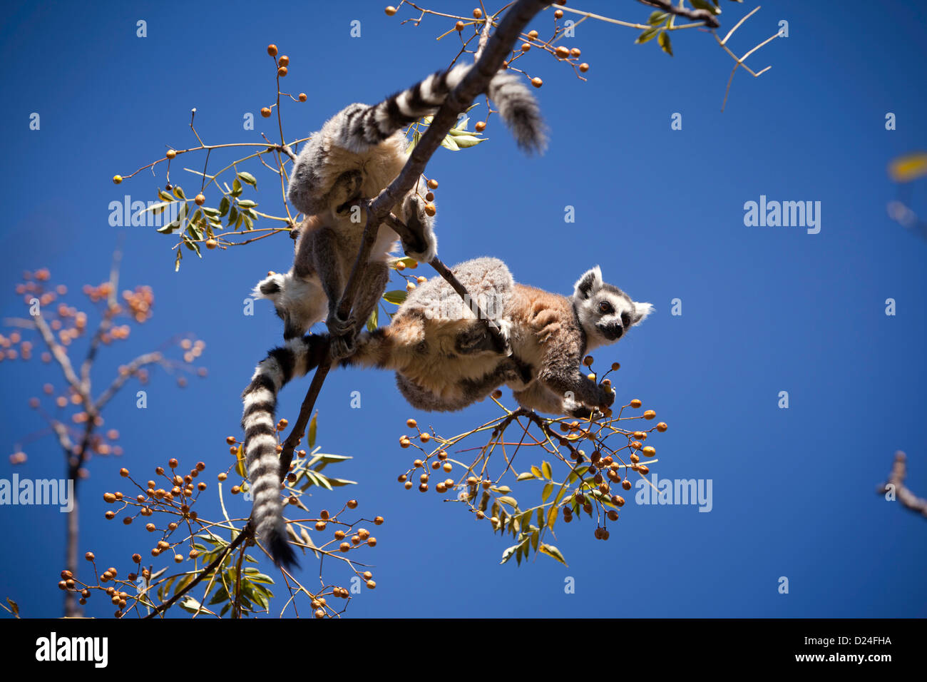 Madagaskar, Ambalavao, Reserve d'Anja, zwei Ringtailed Lemuren, Fütterung auf Lilla Baum Beeren Stockfoto