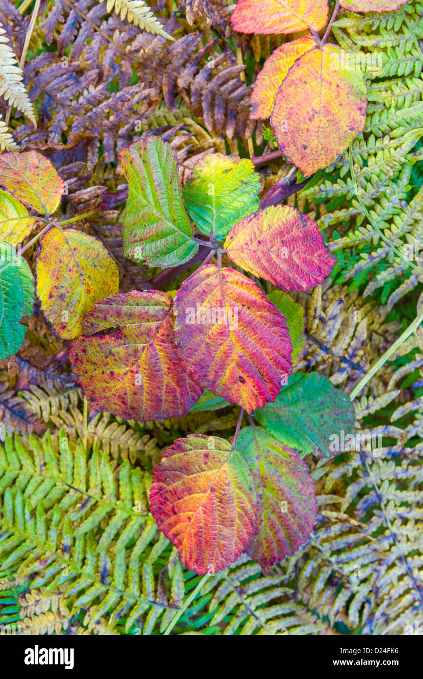 Blätter Herbst Brombeere, Rubus Fruticosa, durch gemeinsame Bracken, Pteridium Aquilinum wächst Stockfoto