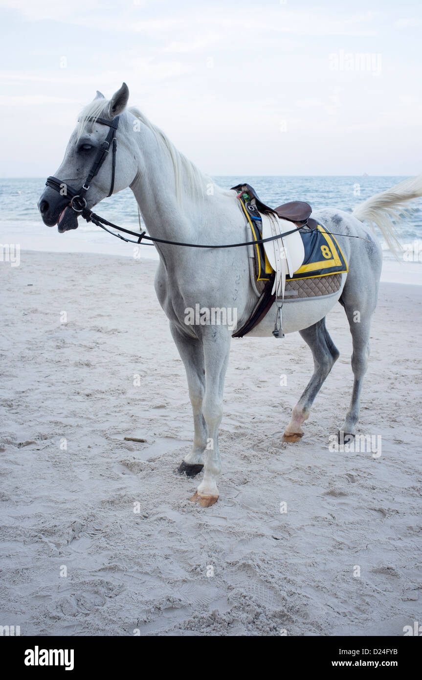 Pferd am Strand Hua Hin Thailand Stockfoto