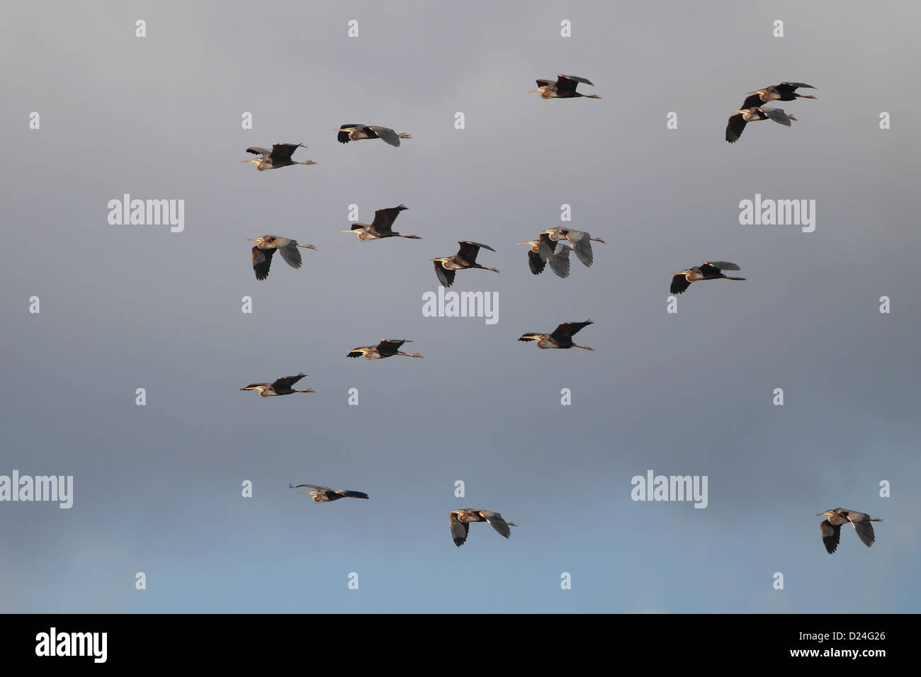 Purpurreiher (Ardea Purpurea) strömen im Flug, Zypern, März Stockfoto