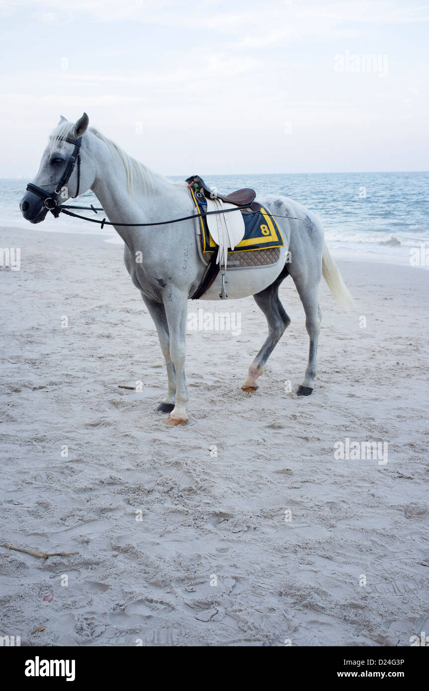 Pferd am Strand Hua Hin Stockfoto