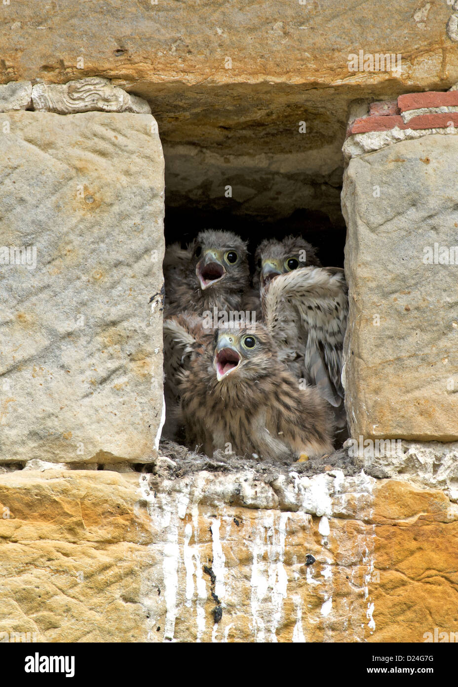 Gemeinsamen Turmfalke (Falco Tinnunculus) drei Küken ruft Eltern Ankunft am Nesteingang in Sandstein Scheune Sussex England Juli Stockfoto