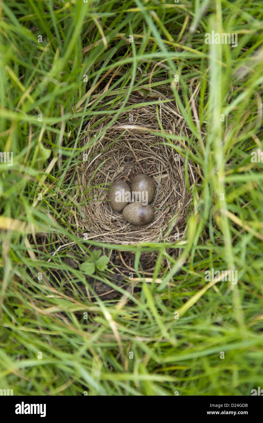 Feldlerche (Alauda Arvensis) drei Eiern im Nest, Suffolk, England, Juli Stockfoto