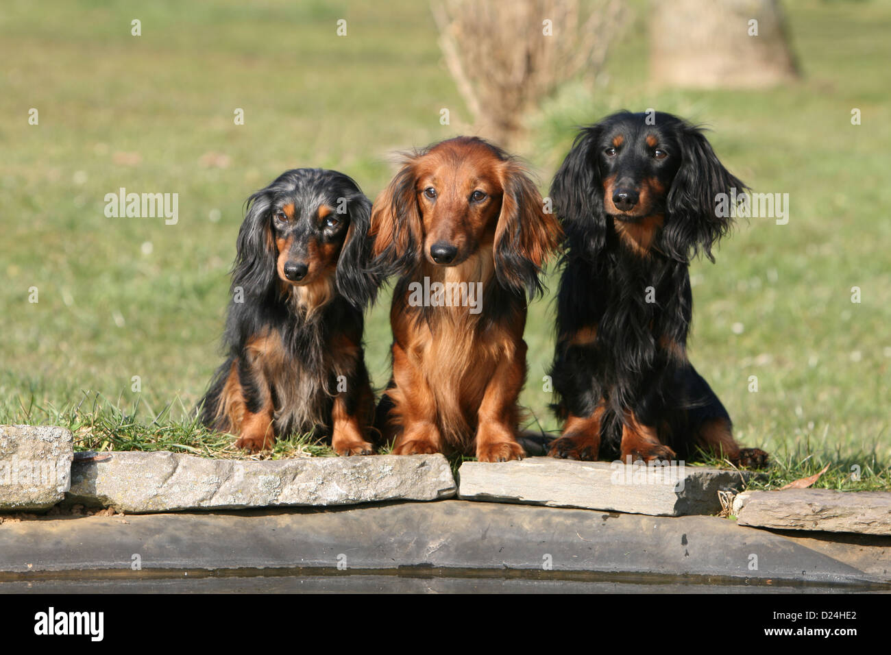 Hund Dackel / Dackel / Teckel Langhaar drei Erwachsene verschiedene Farben (Harlekin Merle, rot, schwarz und braun) sitzen Gruppe Stockfoto