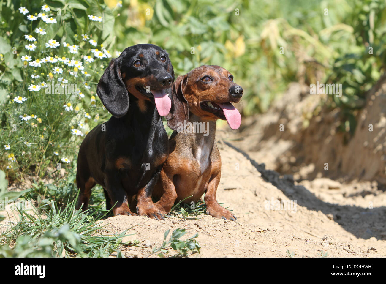 Hund Dackel / Dackel / Teckel Kurzhaar zwei Erwachsene verschiedenen Farben  (schwarz und tan, rot) in einem Feld Stockfotografie - Alamy