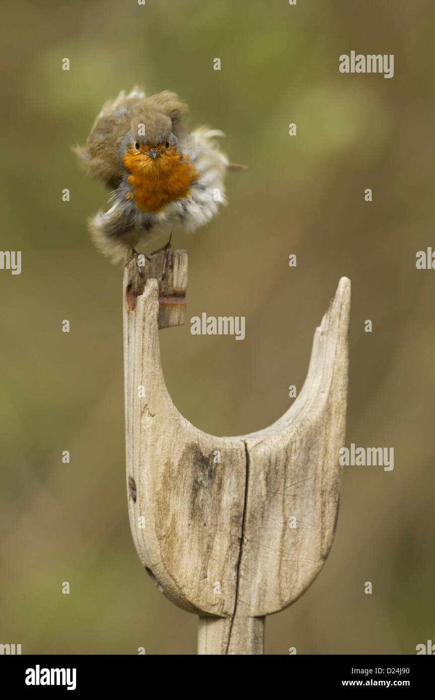 Rotkehlchen (Erithacus Rubecula) Erwachsenen mit Federn aufgeplustert gehockt Holzgriff Spaten South Yorkshire England Mai Stockfoto