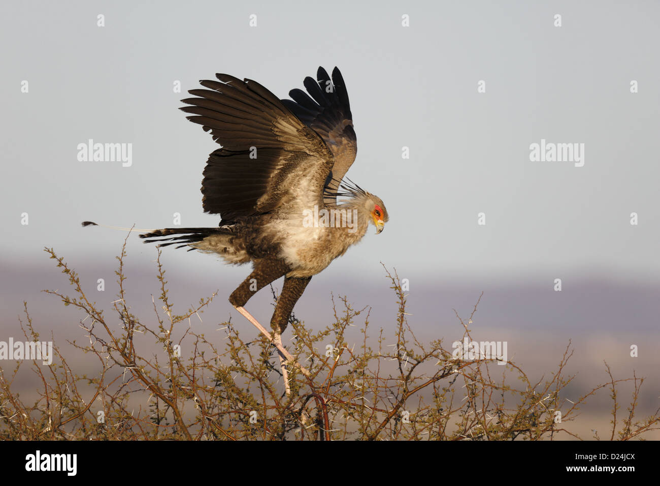 Sekretärin-Vogel (Sagittarius Serpentarius) Erwachsenen absetzen auf Dorn Baum Roost site Karoo N.P Western Cape Südafrika Oktober Stockfoto