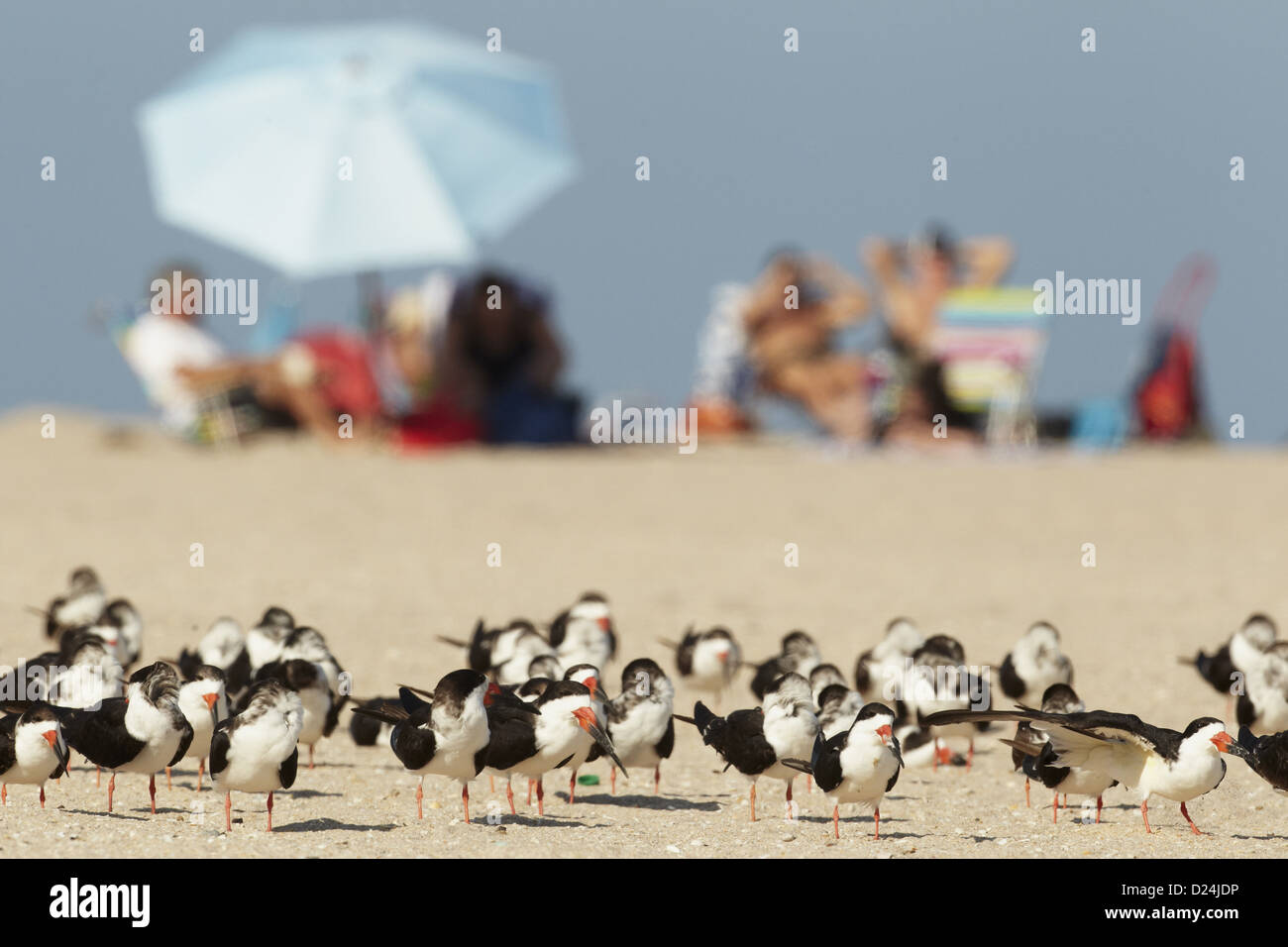 Schwarz-Skimmer (Rynchops Niger) Herde, stehend am Strand, mit Menschen, die ein Sonnenbad im Hintergrund, Florida, USA, Februar Stockfoto