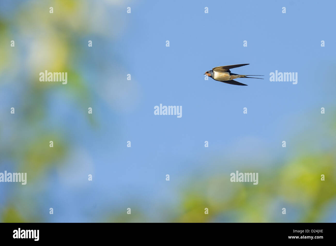 Rauchschwalbe (Hirundo Rustica) Erwachsenen, während des Fluges, Grantham, Lincolnshire, England, August Stockfoto