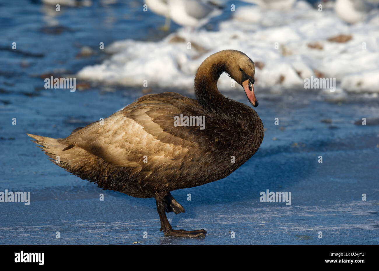 Höckerschwan (Cygnus Olor) Erwachsenen, mit schlecht geölte Gefieder, stehend auf dem Eis, Merseyside, England, Dezember Stockfoto