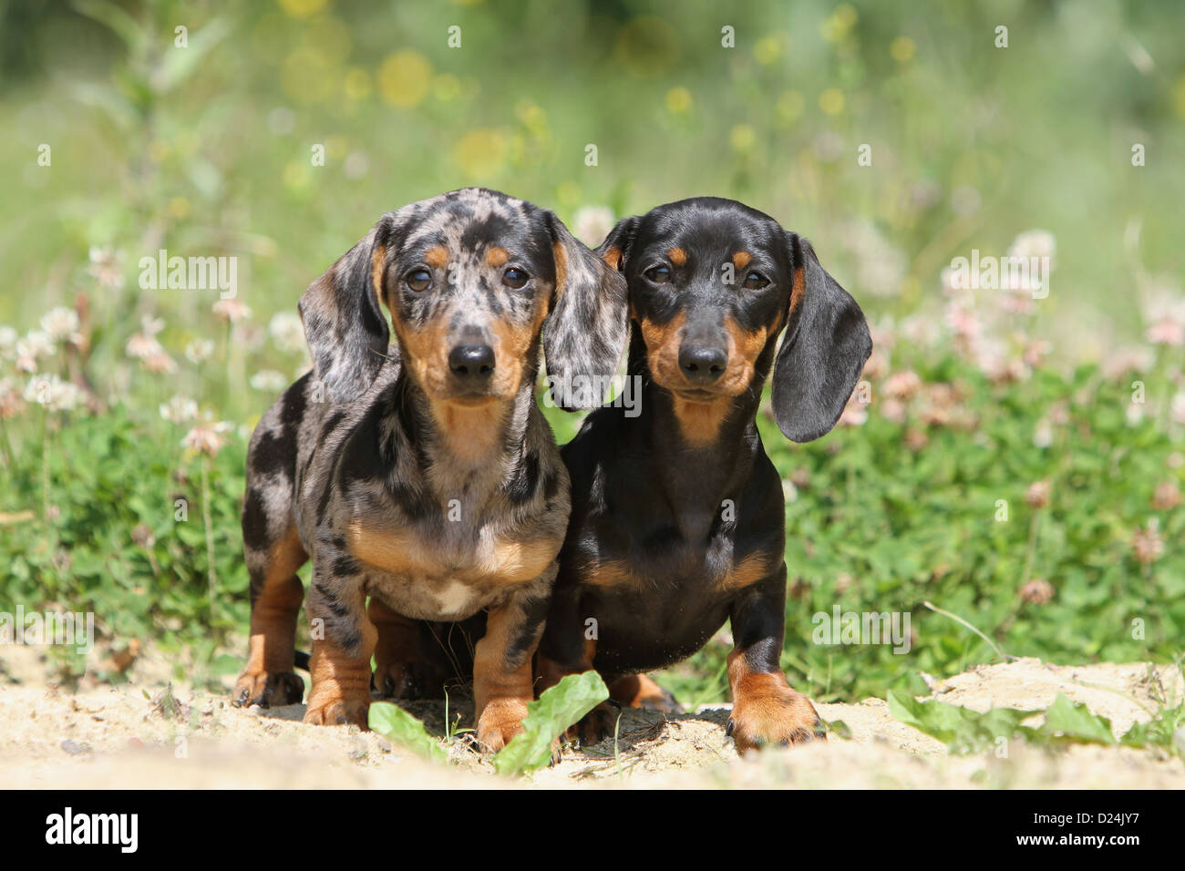 Hund Dackel / Dackel / Teckel Kurzhaar zwei Welpen (Harlekin-Merle, Black &amp; tan) stehend Stockfoto