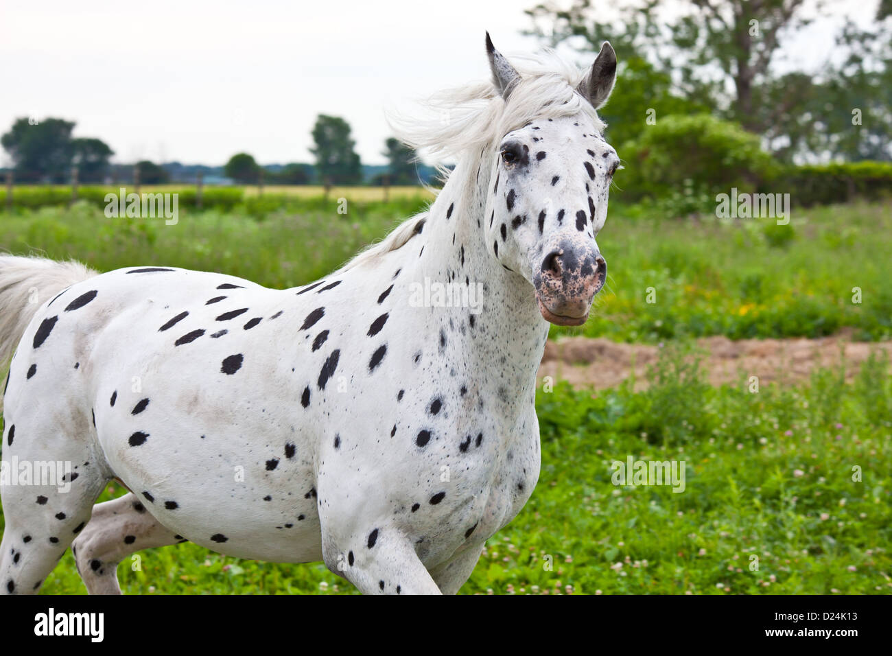 Ein Appaloosa Pferd Rennen in einem grünen Feld. Stockfoto