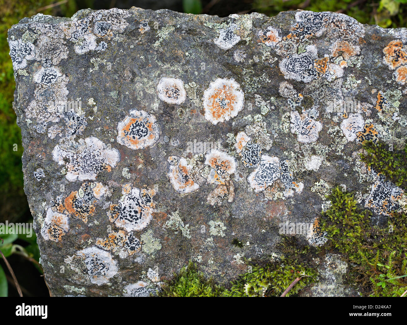 Flechten auf Felsen in einem arktischen Klima in Nusfjord, Lofoten, nördlichen Norwegen Stockfoto