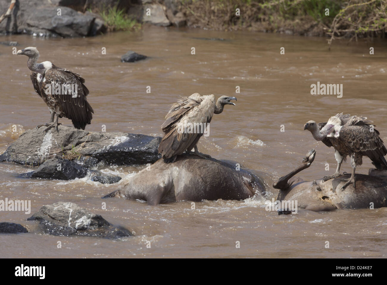 Rueppell der Griffon Vulture abgeschottet Rueppellii Weißrückenspecht Geier abgeschottet Africanus Erwachsene ernähren sich von Ertrunkenen Streifengnu Stockfoto