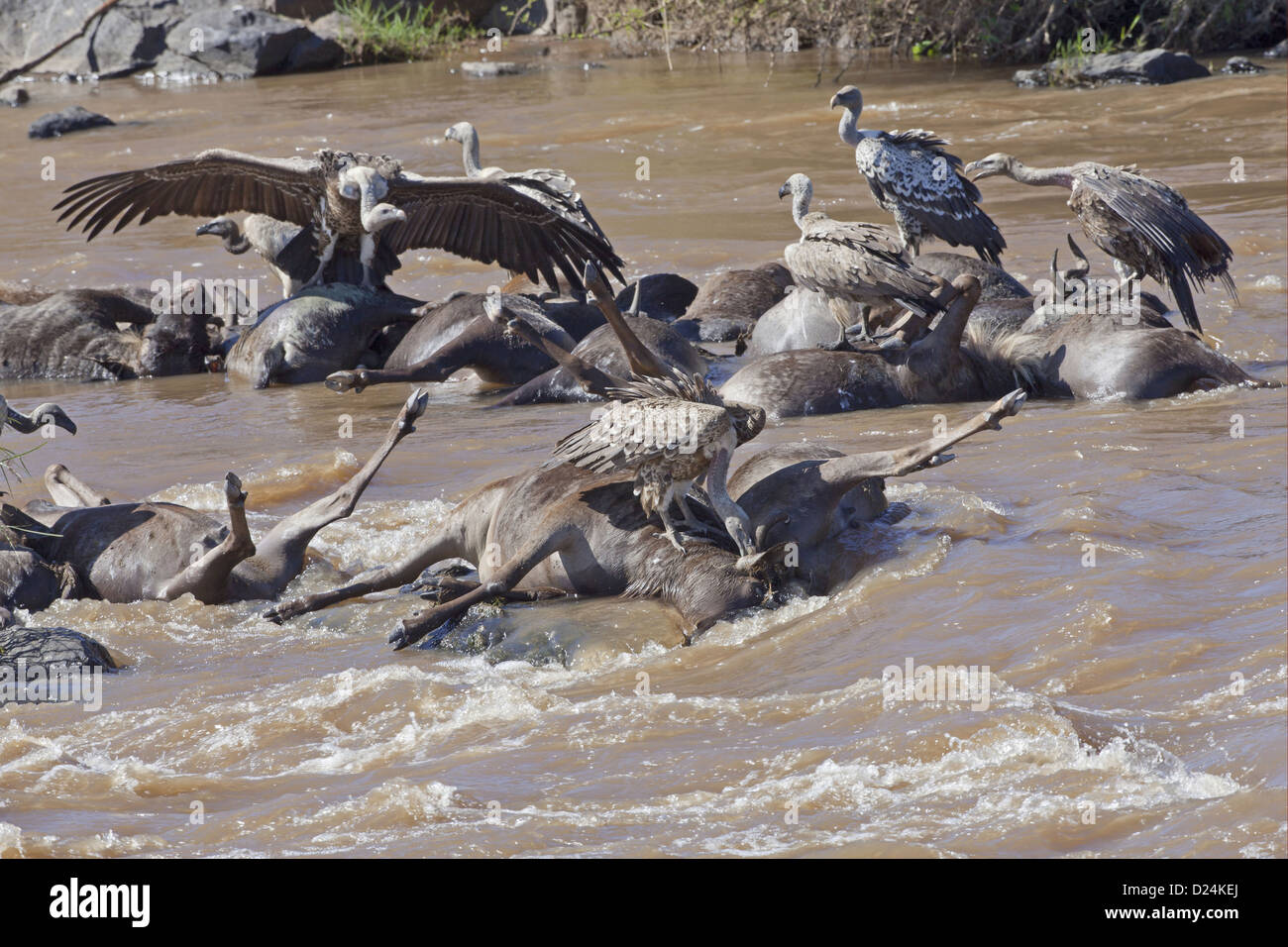 Rueppell der Griffon Vulture abgeschottet Rueppellii Weißrückenspecht Geier abgeschottet Africanus Gruppe Fütterung auf Ertrunkenen Streifengnu Stockfoto