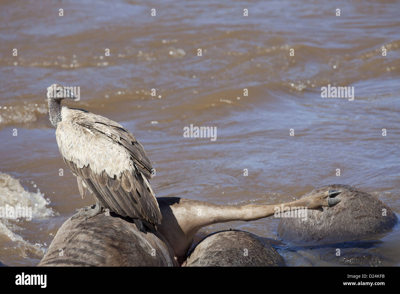 Weißrückenspecht Geier abgeschottet Africanus Erwachsene ernähren sich von Ertrunkenen blaue Gnus Connochaetus Taurinus Kadaver in Mara Fluss Stockfoto