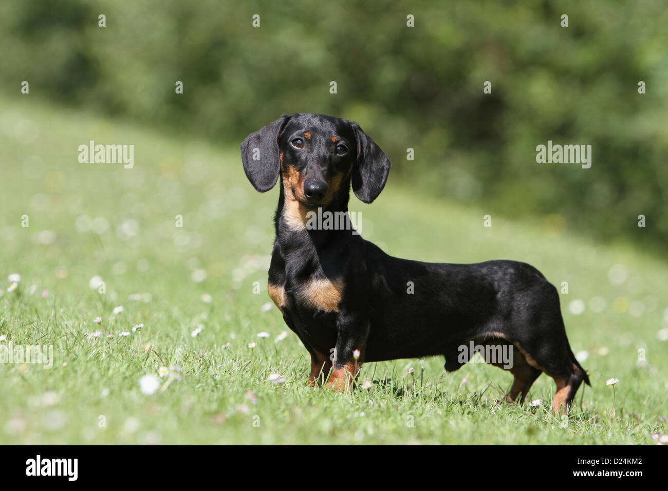 Hund Dackel / Dackel / Teckel Kurzhaar Erwachsener (Black And Tan) steht auf einer Wiese Stockfoto