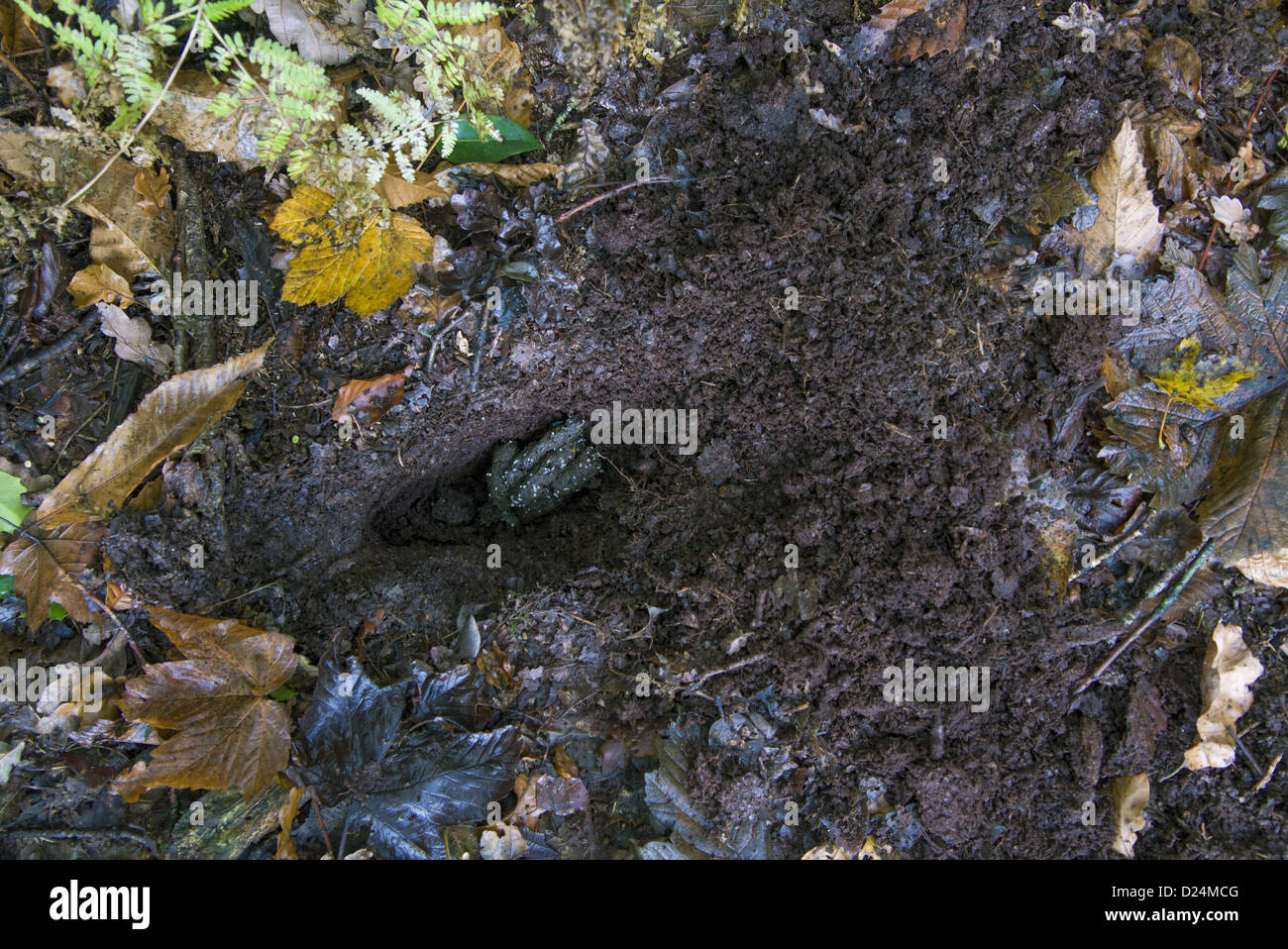 Eurasischer Dachs (Meles Meles) Kot in geschabt Dung Grube, Beeston Castle, Tarporley, Cheshire, England, November Stockfoto