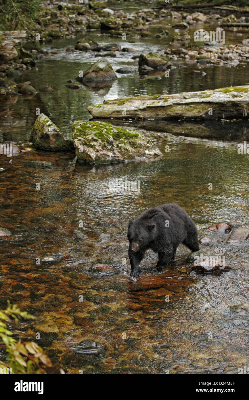 Amerikanischer Schwarzbär Ursus Americanus Kermodei Erwachsenen Angeln Lachs Fluss in gemäßigten Küsten-Regenwald Lebensraum große Kante Stockfoto