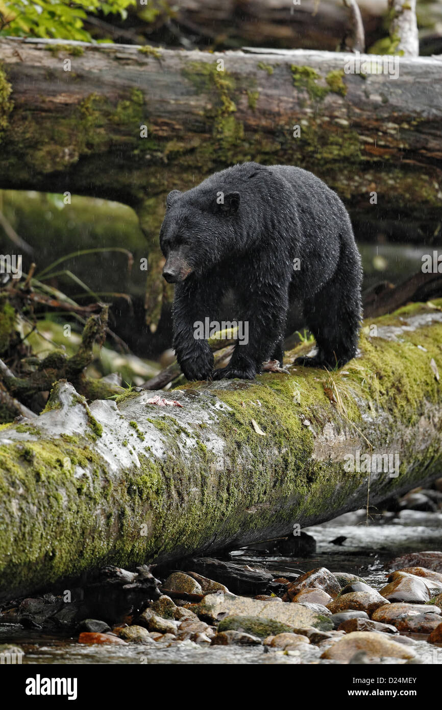 Amerikanischer Schwarzbär Ursus Americanus Kermodei Erwachsenen entlang gefallenen Baumstamm über River in gemäßigten Küstenregenwald Stockfoto