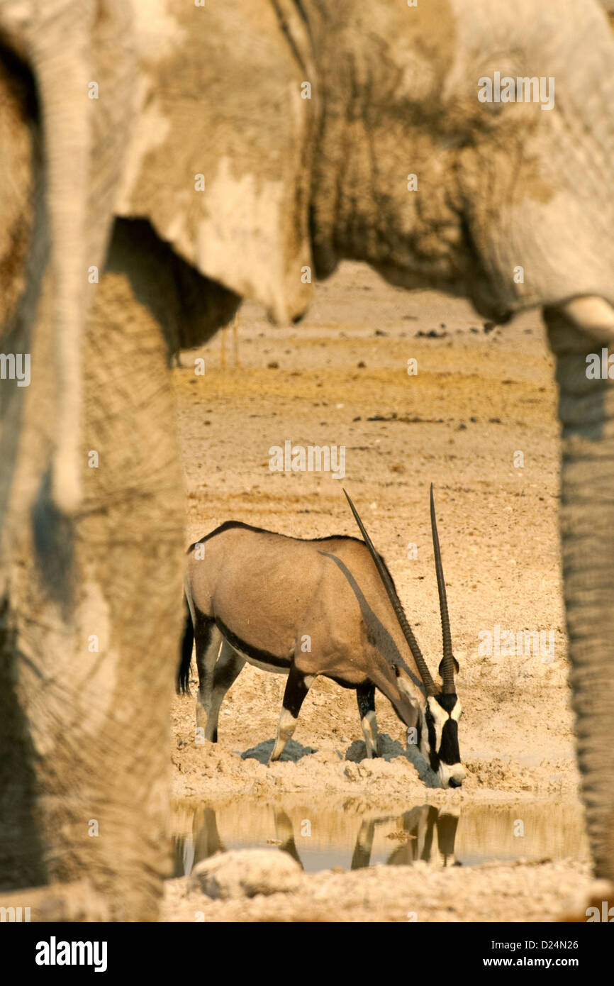 Afrikanischer Elefant und Oryx-Antilopen, Loxodonta africanus Stockfoto